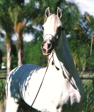 Alii - Purebred Arabian Stallion